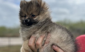 Orange Sable Colored Davis Poms Pomeranian for Orange Grove, TX