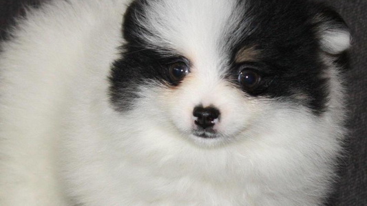 Black And Tan Colored Royalty Pomeranians