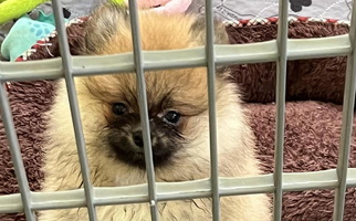 Cream Sable Colored O'My Heart Pomeranians Pomeranian for Saginaw, MI