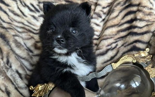 Black Colored Mac Daddy Poms Pomeranian for Scio, OR