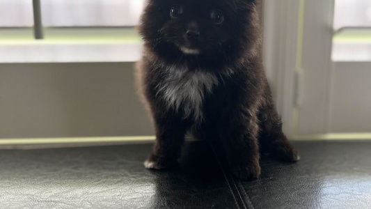 Black Colored Crown Rose Pomeranians