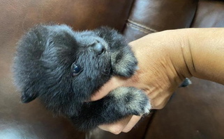 Black Colored Cute SASH Poms Pomeranian for Laredo, TX