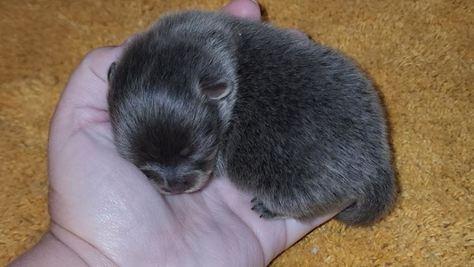 Blue And Tan Colored Pomeranian Palace