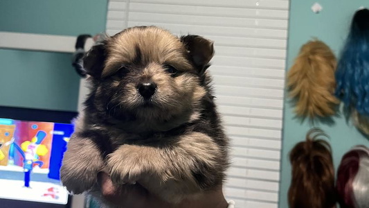 Chocolate Merle Colored Regal Poms