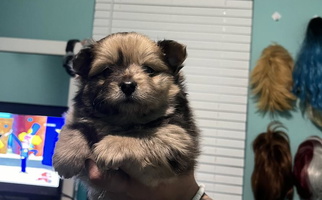 Chocolate Merle Colored Regal Poms Pomeranian for Iowa Park, TX