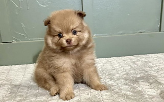 Chocolate Colored My Bella’s Pomeranians Australian Shepherd for Inola, OK