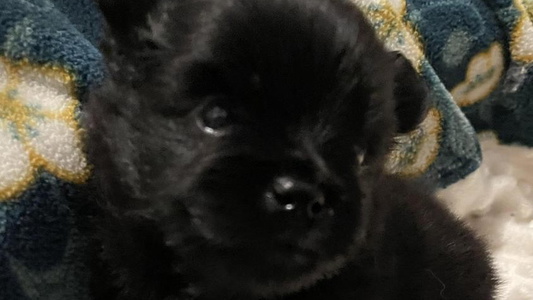 Black Colored Precious Puff Poms