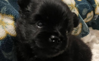 Black Colored Precious Puff Poms Australian Shepherd for Zavalla, TX