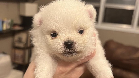 White Colored Laik’s Little Shihtz & Poms