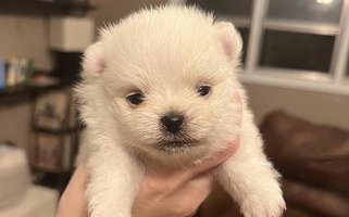 White Colored Laik’s Little Shihtz & Poms Australian Shepherd for Stroud, OK