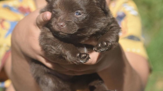 Chocolate And Tan Colored Pomeranians Montana