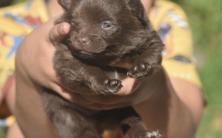 Chocolate And Tan Colored Pomeranians Montana Australian Shepherd for St. Ignatius, MT