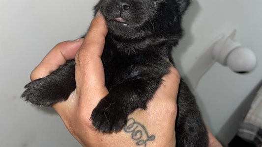 Black Colored Cute BE North GA Pomeranians