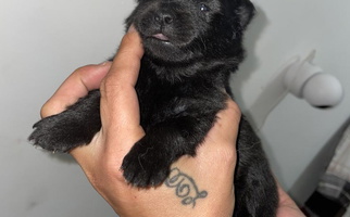 Black Colored Cute BE North GA Pomeranians Australian Shepherd for Adairsville, GA