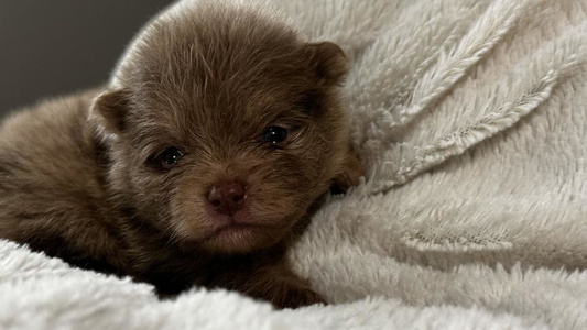 Chocolate Merle Colored SantaAnna Pomeranians