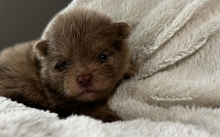 Chocolate Merle Colored SantaAnna Pomeranians Australian Shepherd for Enumclaw, WA