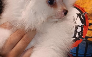 White Colored Pomeranian Treasures Australian Shepherd for San Antonio, TX