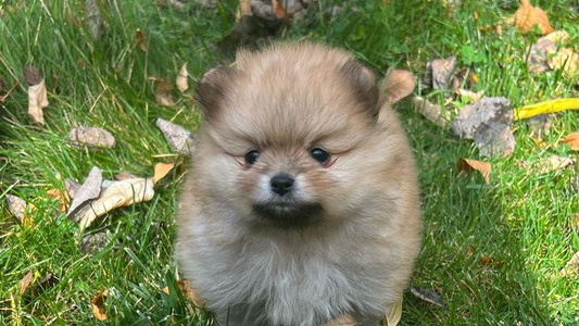 Orange Colored Avalon Pomeranians