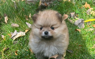 Orange Colored Avalon Pomeranians Pomeranian for Pocatello, ID