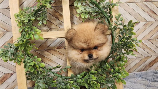 Cream Colored Lollipoppoms Pomeranian