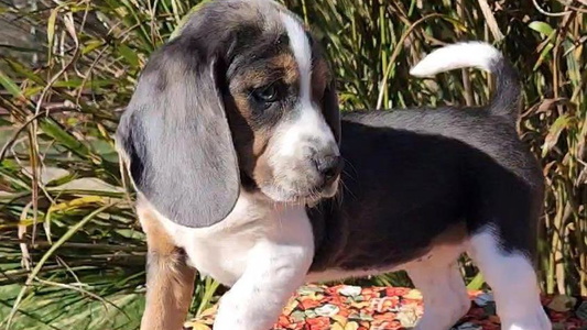 Blue Tan And White Colored Lovan's Spring Creek Kennel