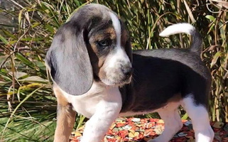 Blue Tan And White Colored Lovan's Spring Creek Kennel Beagle for Potosi, MO