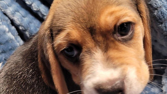 Black Tan And White Colored Cute Tailwindfarm Beagle