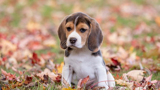 Black Tan and White Colored Mae’cee Beagles