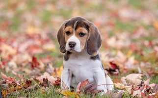 Black Tan and White Colored Mae’cee Beagles Beagle for Warsaw, IN