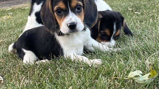 Black Tan And White Colored Bachman’s Kennel