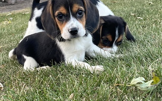 Black Tan And White Colored Bachman’s Kennel Beagle for Hudson, MI