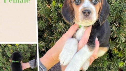 Black White And Tan Colored Idaho Beagles