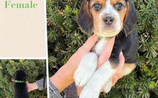 Black White And Tan Colored Idaho Beagles Beagle for Blackfoot, ID