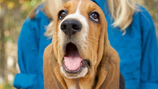 Black Brown And White Colored Maple Street Bassets