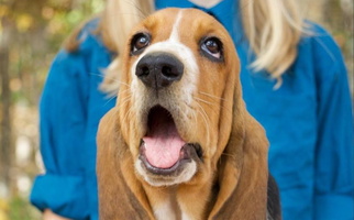 Black Brown And White Colored Maple Street Bassets Basset Hound for Red Bay, AL