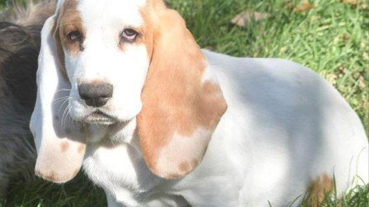 Tan And White Colored Royal Baez Basset