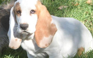 Tan And White Colored Royal Baez Basset Basset Hound for Sidney, NE