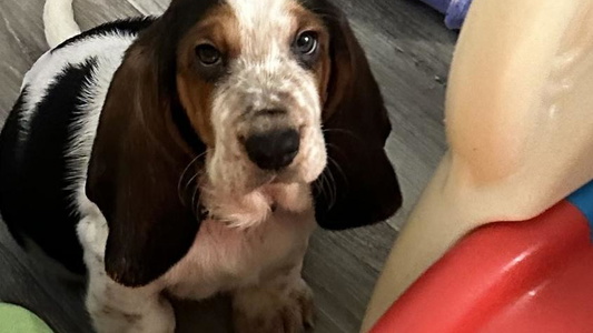 Brown Black And White Colored Pawmetto Hounds