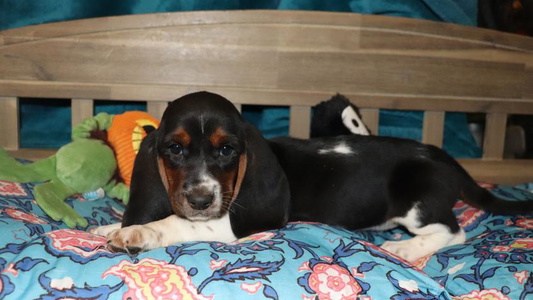 Black Brindle and White Colored Cute Baggy Bassets LLC