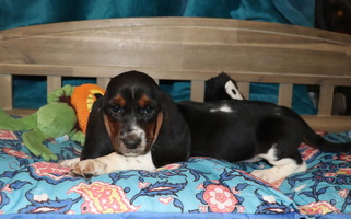 Black Brindle and White Colored Cute Baggy Bassets LLC Basset Hound for Show Low, AZ