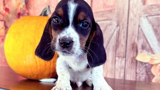 Black Tan And White Colored Triple H Hounds