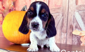 Black Tan And White Colored Triple H Hounds Basset Hound for Collins, MO