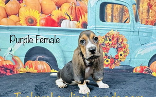 Black White And Brown Colored Tuckers' Howling Hounds Basset Hound for Jacksonville, FL