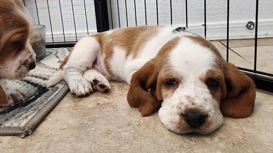 White and Cream Colored Sweet Howlin Hounds Basset Hound