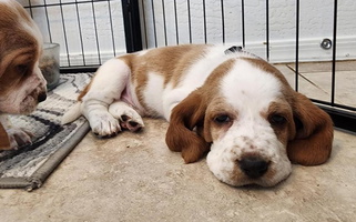 White and Cream Colored Sweet Howlin Hounds Basset Hound Basset Hound for Surprise, AZ