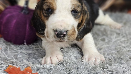 Black Brown And White Colored Peaceful Valley Bassets