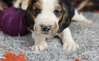 Black Brown And White Colored Peaceful Valley Bassets Basset Hound for Valley, WA