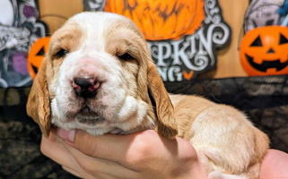 Red And White Colored BeautyBea's Flathead Lake Bassets Basset Hound for Polson, MT