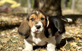 Black Tan and White Colored Plummer Mountain Kennels Basset Hound for Plummer, ID