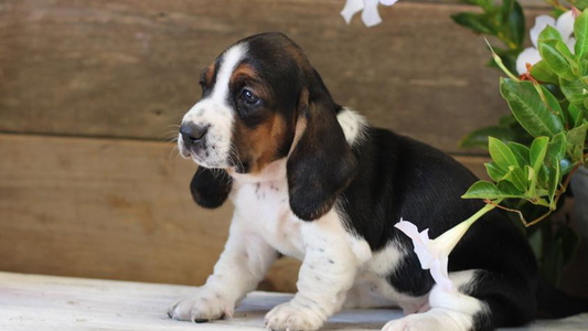 Black Tan And White Colored Welcome Home Bassets